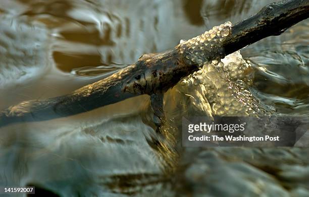 Strands of newly-laid yellow perch eggs hang on a branch as the tide lowers in the brackish waters of Mattawoman Creek in Indian Head, MD on March...