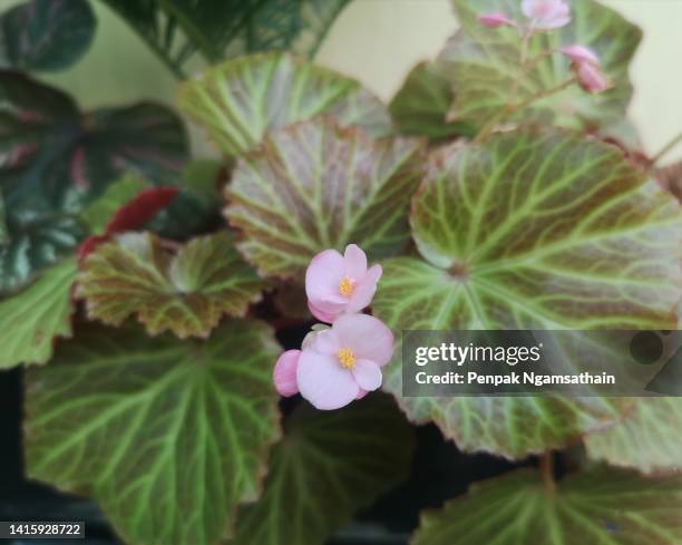 begonia pink flower begoniaceae - wax begonia stock pictures, royalty-free photos & images