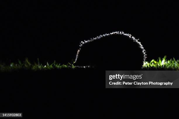 hedgehog europeu iluminado de volta - preservação da fauna selvagem - fotografias e filmes do acervo