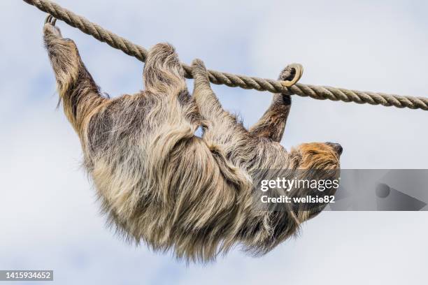 two-toed sloth moving down a rope - animal fur stock pictures, royalty-free photos & images