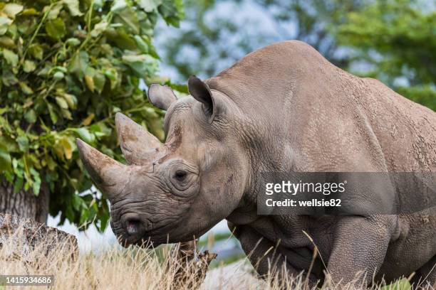 black rhinoceros on the move - rhinoceros white background stockfoto's en -beelden