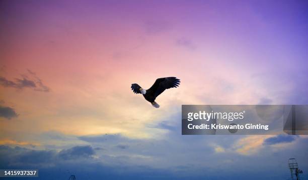an eagle flies at sunset - eagle flying stock pictures, royalty-free photos & images