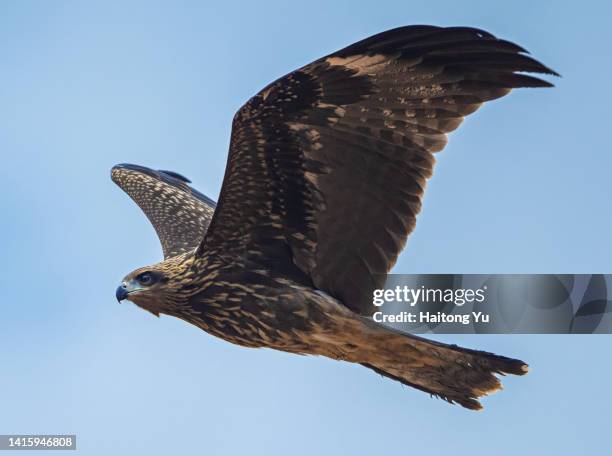 black kite (milvus migrans) in flight - kite bird stock pictures, royalty-free photos & images