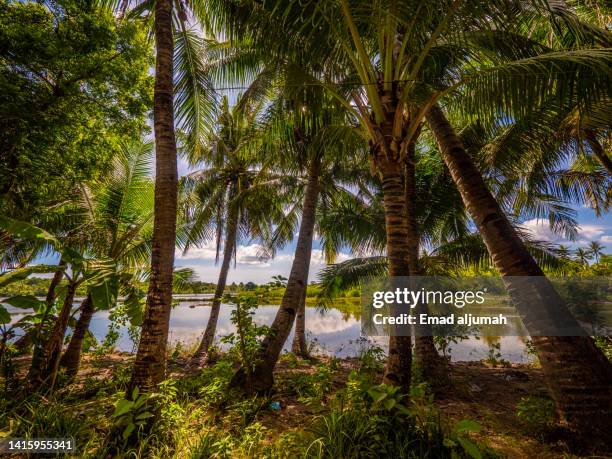 tropical palm trees, bantayan island, santa fe, cebu, philippines - cebu province stock pictures, royalty-free photos & images