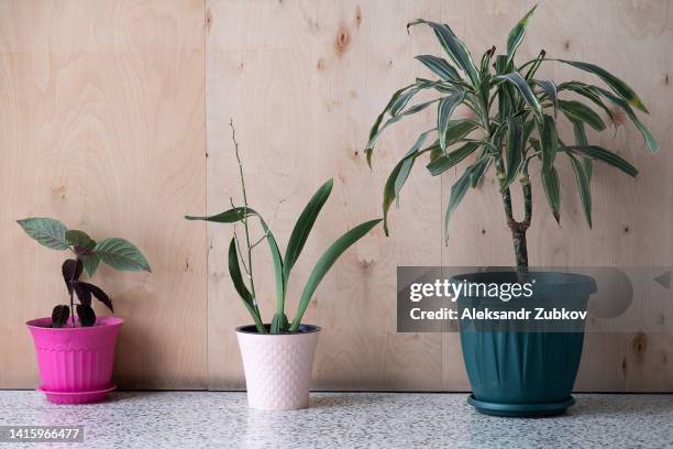 potted indoor plants on the floor, near the wall, close-up. flowers grow in ceramic and plastic pots, indoors, in the front room. home decoration, home life. - dracena plant - fotografias e filmes do acervo