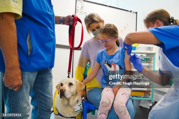 Molly, a seven-year-old labrador therapy dog is stroked by Anya Broadbeer of Cornwall while Anya receives her Covid vaccination at a temporary NHS...