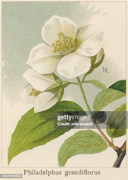 old chromolithograph illustration of botany, mock-orange (philadelphus grandiflorus) - jasmine stock pictures, royalty-free photos & images
