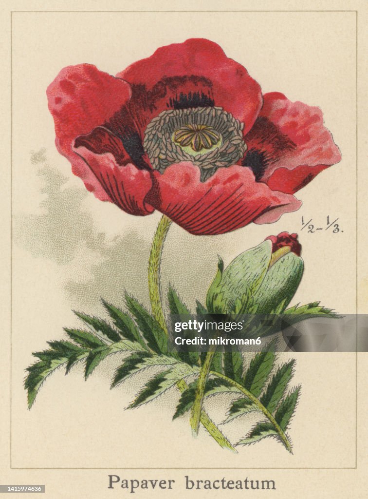 Old chromolithograph illustration of Botany, Iranian poppy or Persian poppy or great scarlet poppy (Papaver bracteatum)