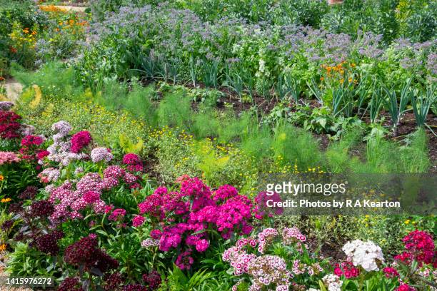 rows of mixed planting in a vegetable garden in summer - orto foto e immagini stock
