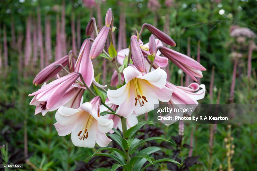 Tall white lilies in a summer garden