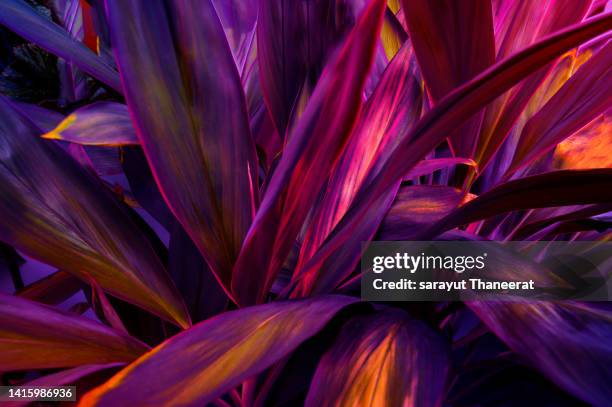 abstract red, blue, blue, purple leaf background - dark floral stockfoto's en -beelden