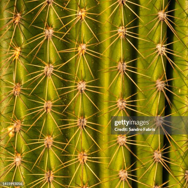 abstract cactus details - thorn stock pictures, royalty-free photos & images