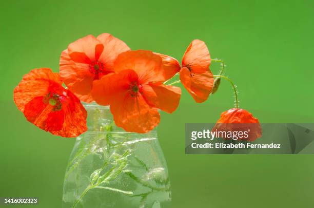 red poppies - poppies in vase stock pictures, royalty-free photos & images