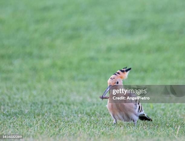 a hoopoe looking for worms in the grass - gusano stock pictures, royalty-free photos & images