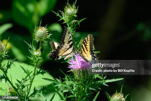 eastern tiger swallowtails - eastern tiger swallowtail stock pictures, royalty-free photos & images