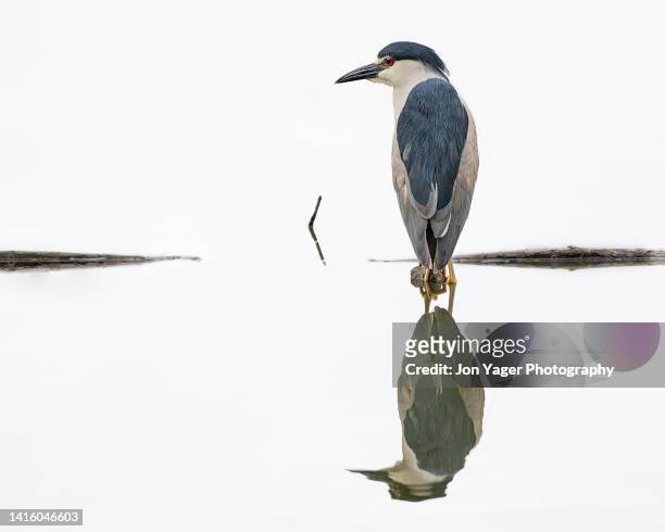 black crowned night heron with reflection - wader bird stock pictures, royalty-free photos & images