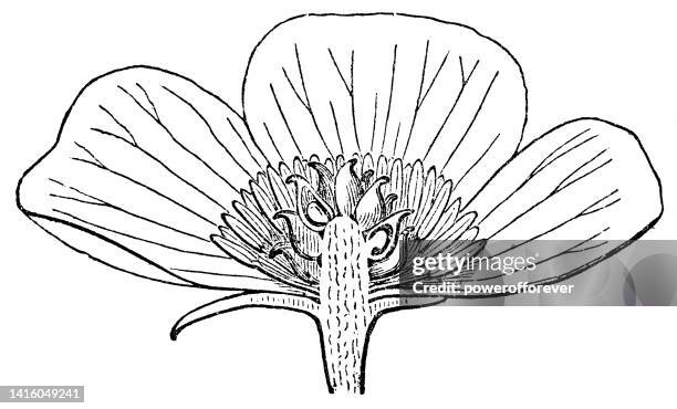 illustrations, cliparts, dessins animés et icônes de fleur de renoncule bulbeuse (ranunculus bulbosus) coupe transversale dessin coupé - 19ème siècle - bouton d'or