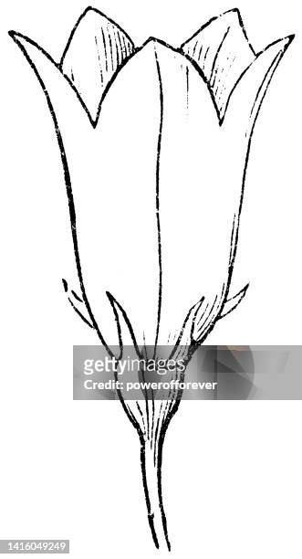 ilustrações, clipart, desenhos animados e ícones de flor de bluebell escocês (campanula rotundifolia) - século xix - campanula liliaceae