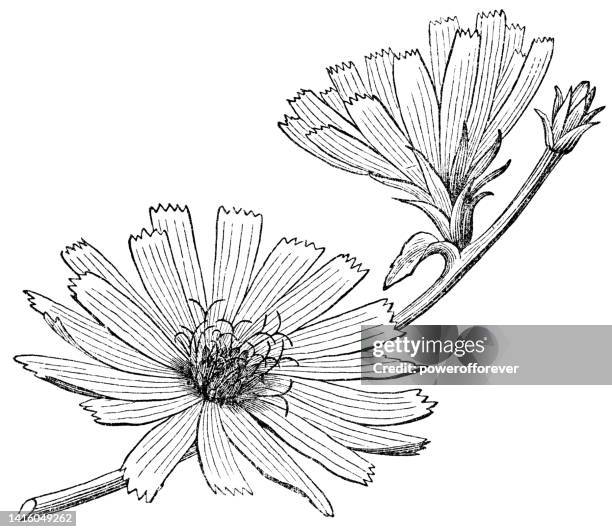 common chicory flowers (cichorium intybus) - 19th century - endive 幅插畫檔、美工圖案、卡通及圖標