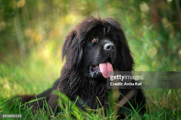 portrait of a newfoundland dog - newfoundland dog stock pictures, royalty-free photos & images