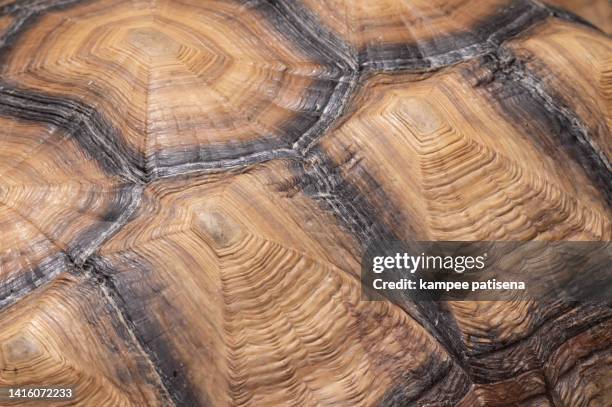 sulcata tortoise close-up - reptile pattern 個照片及圖片檔