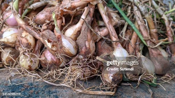 onion - onion field stock pictures, royalty-free photos & images