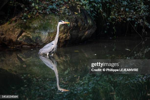 grey heron - latin name ardea cinerea - in a river - gray heron stock pictures, royalty-free photos & images