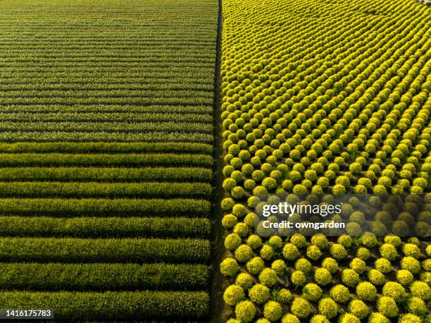 high angle view of shrub - opposti foto e immagini stock