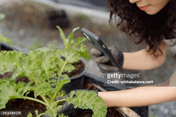 asian woman happily spends weekend in her home garden. - photographing garden stock pictures, royalty-free photos & images