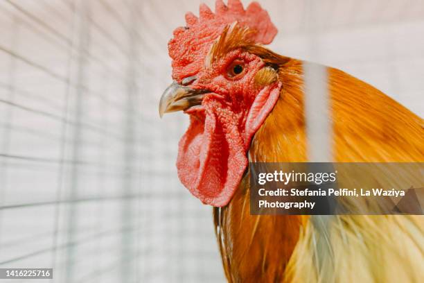 rooster in a cage - barnyard animals stock-fotos und bilder