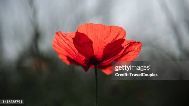 papaveraceae. flower poppy flowering on background poppies flowers. nature. - anzac stock pictures, royalty-free photos & images