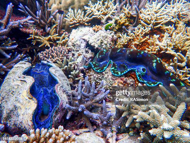 giant clams - giant clam stock pictures, royalty-free photos & images