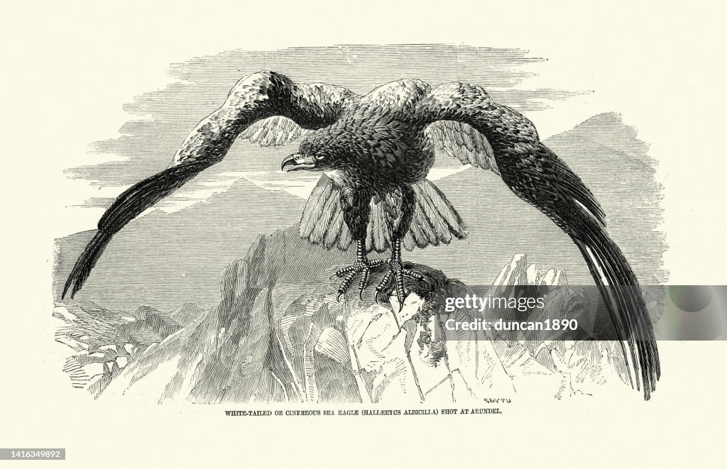 Vintage illustration, white-tailed eagle (Haliaeetus albicilla) is a very large species of sea eagle, shot at Arundel in 1858