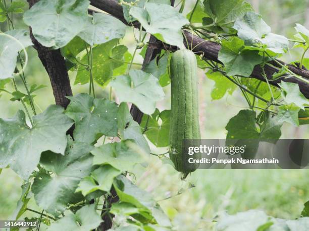 luffa acutangular, cucurbitaceae green vegetable fresh on brown fabric in garden on nature background - loofah stock pictures, royalty-free photos & images