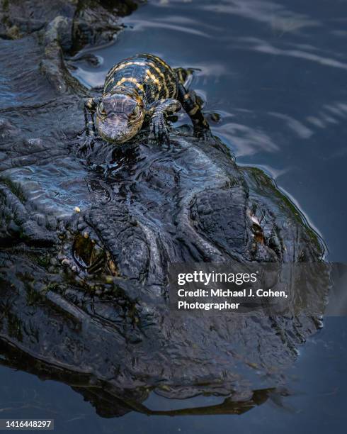 hatchling aboard - wellington florida stock-fotos und bilder