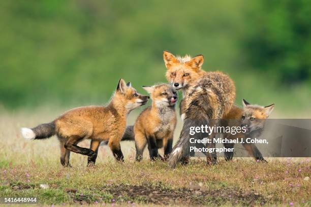 three kits and a vixen - fox pup stock pictures, royalty-free photos & images