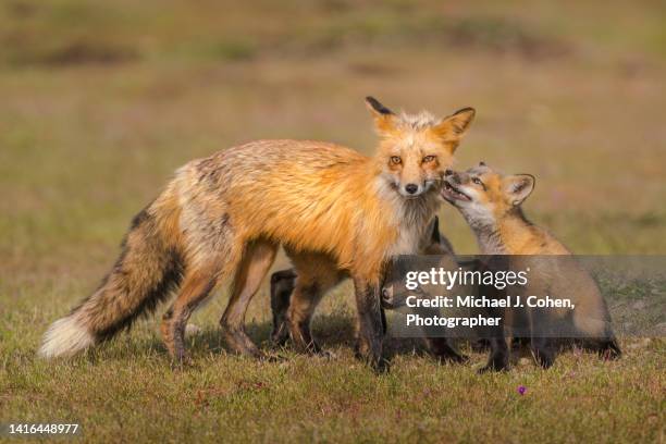 red fox and kits - michael j fox fotografías e imágenes de stock