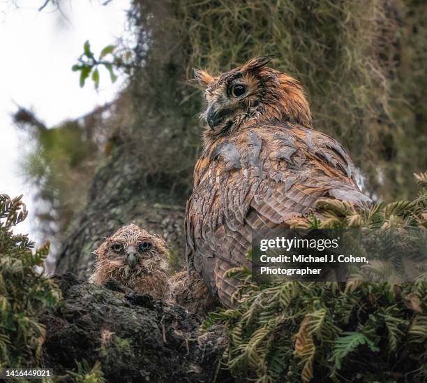 drenched owls - owlet stockfoto's en -beelden