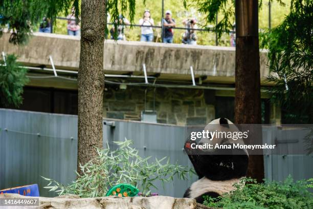 Male giant panda Xiao Qi Ji eats an ice cake for his second birthday at the Smithsonian National Zoo on August 21, 2022 in Washington, DC. Xiao Qi Ji...