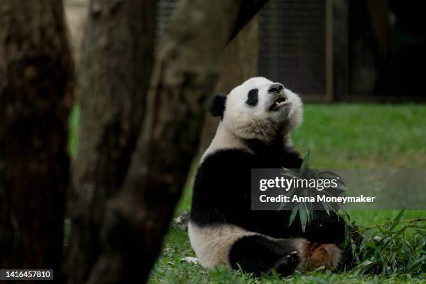 Male giant panda Xiao Qi Ji relaxes in his enclosure during his second birthday at the Smithsonian National Zoo on August 21, 2022 in Washington, DC....