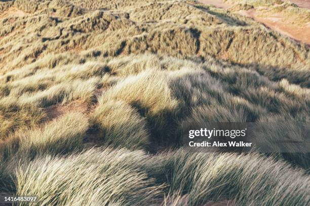 sand dunes with marram grass in newburgh beach, scotland - alex reed stock pictures, royalty-free photos & images