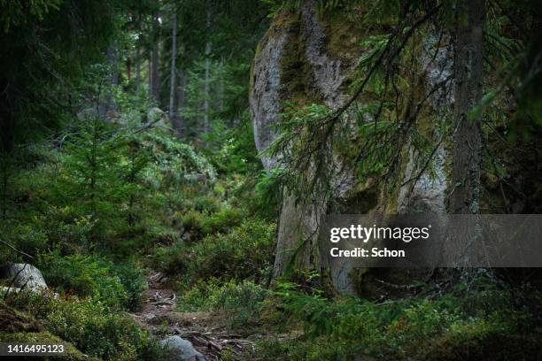 old coniferous forest with moss and stones in summer - chicot arbre photos et images de collection