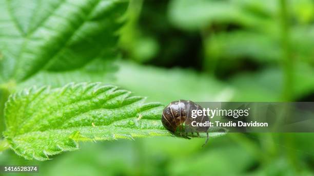 bug on leaf - potato bug fotografías e imágenes de stock