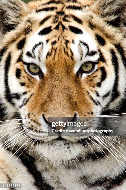 close up of tiger - tiger cu portrait stock pictures, royalty-free photos & images