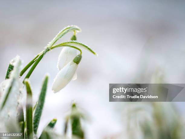 frosted snowdrop - snow on grass imagens e fotografias de stock