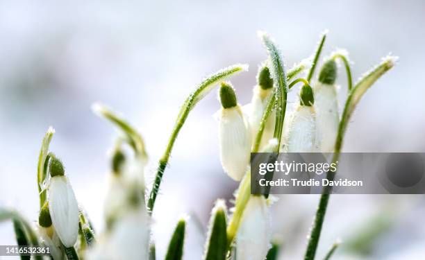 frosted snowdrop - snowdrop stock pictures, royalty-free photos & images