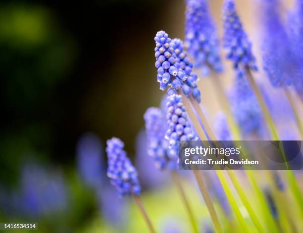 grape hyacinth - muscari armeniacum stock-fotos und bilder