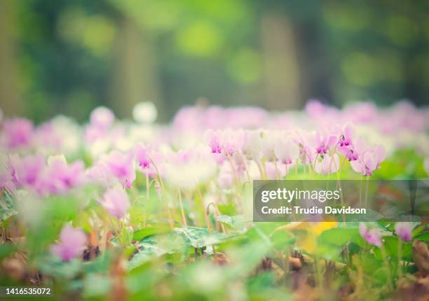 cyclamen - alpenveilchen stock-fotos und bilder