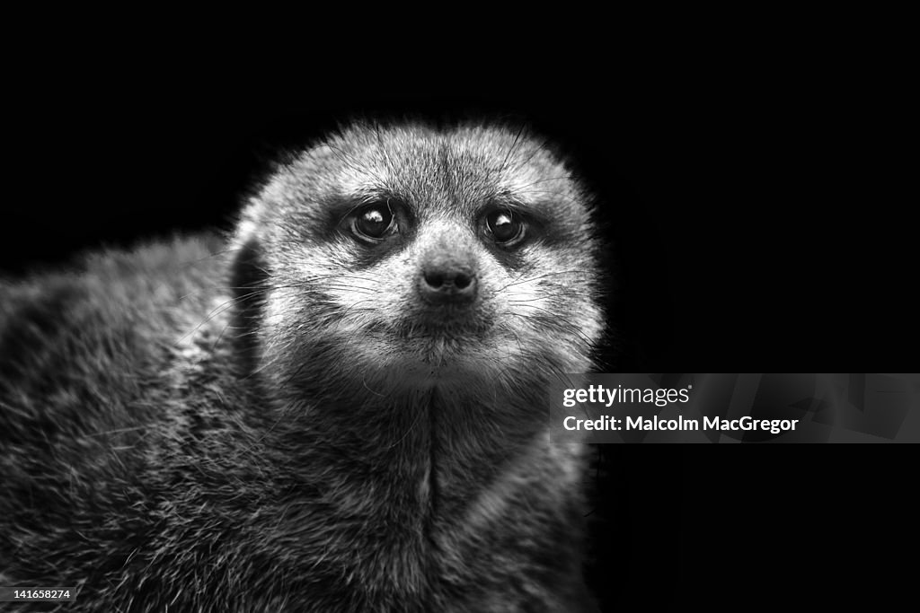 Portrait of Meerkat