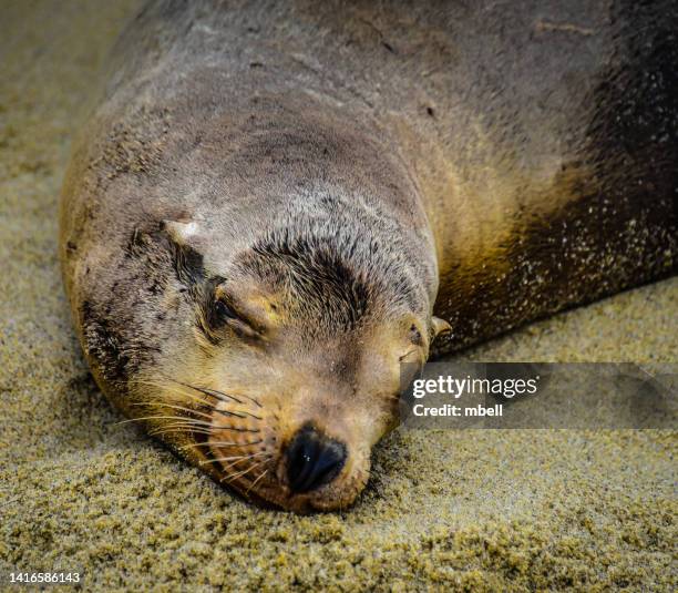 california sea lion sleeping on the beach at la jolla cove - la jolla ca - zalophus californianus imagens e fotografias de stock